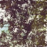 Our Sleepless Forest