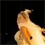 L'autre d�fil�, Philippe D�coufl�