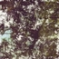 Our Sleepless Forest